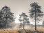 Picture of SUN TROUGH TREES