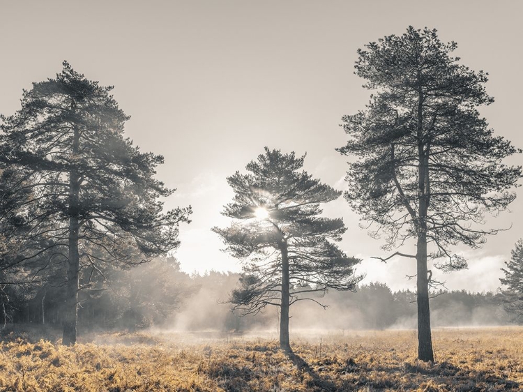 Picture of SUN TROUGH TREES