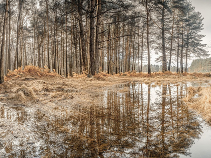 Picture of FOREST REFLECTIONS