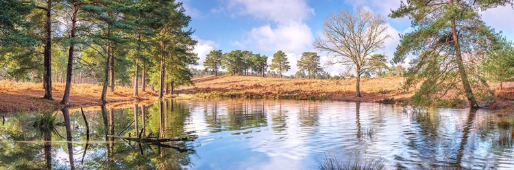 Picture of TREES BY A LAKE