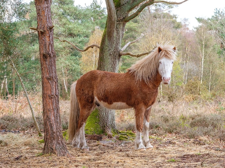 Picture of HORSE IN FOREST