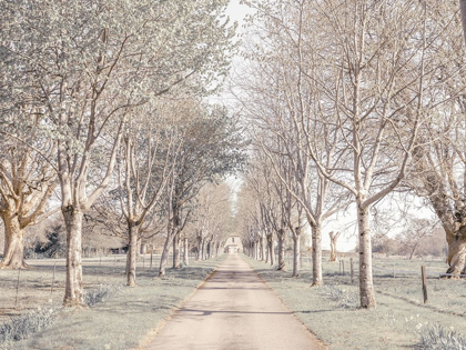 Picture of PATHWAY THROUGH FOREST