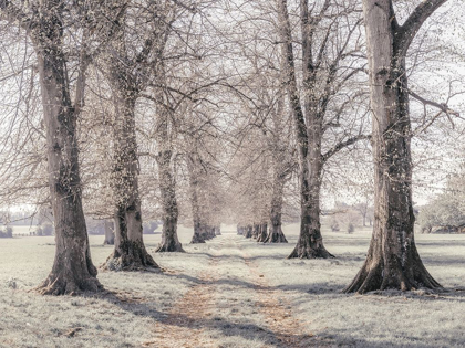 Picture of PATHWAY THROUGH FOREST