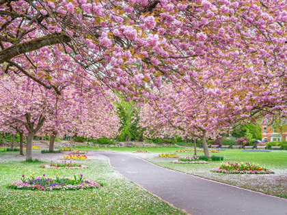 Picture of BLOSSOM IN THE PARK