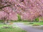 Picture of BLOSSOM IN THE PARK
