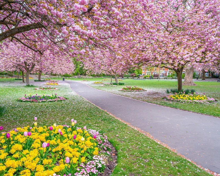 Picture of BLOSSOM IN THE PARK