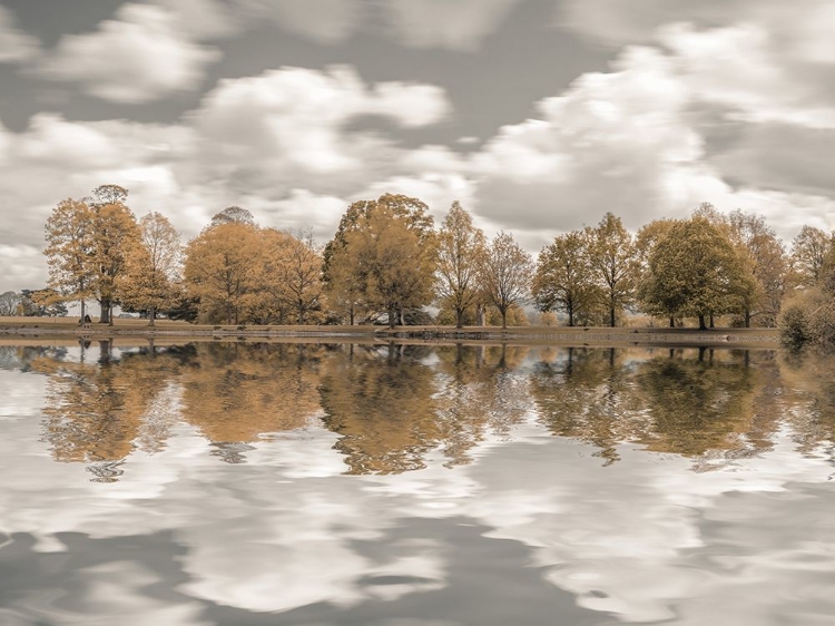 Picture of TREES ALONG THE LAKE
