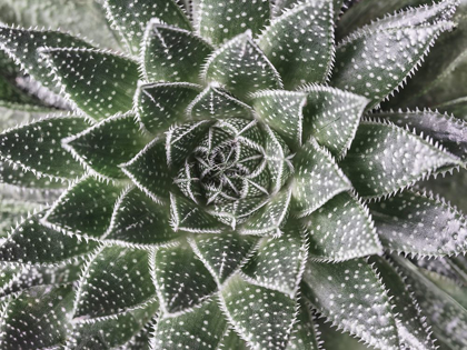 Picture of SUCCULENT-ALOE ARISTATA