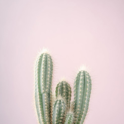 Picture of MICRANTHOCEREUS ESTEVESII CACTUS