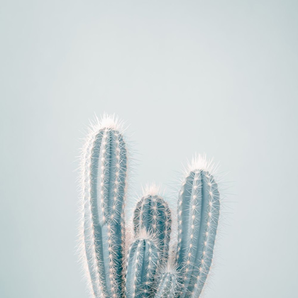 Picture of MICRANTHOCEREUS ESTEVESII CACTUS