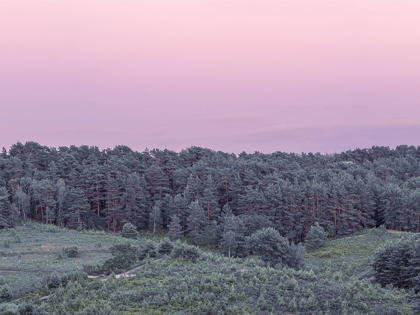 Picture of DENSE FOREST