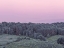 Picture of DENSE FOREST