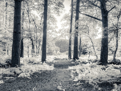 Picture of PATHWAY THROUGH FOREST