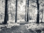 Picture of PATHWAY THROUGH FOREST