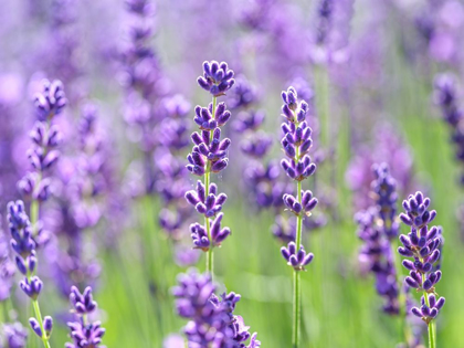 Picture of LAVENDER