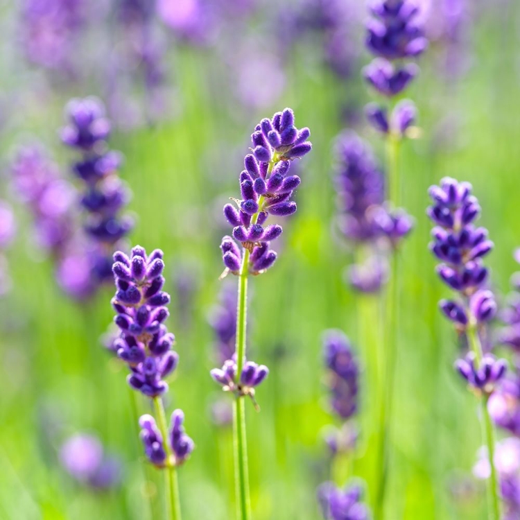 Picture of LAVENDER