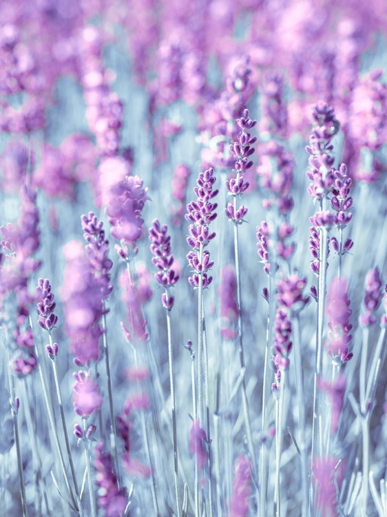 Picture of LAVENDER