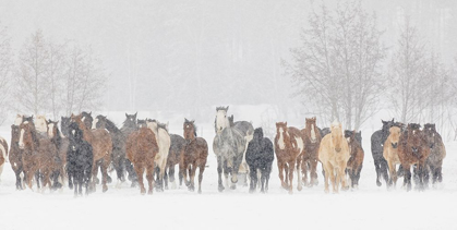 Picture of LARGE HERD OF HORSES DURING A HORSE ROUNDUP IN WINTER-KALISPELL-MONTANA