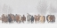 Picture of LARGE HERD OF HORSES DURING A HORSE ROUNDUP IN WINTER-KALISPELL-MONTANA