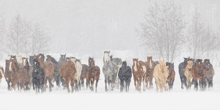 Picture of LARGE HERD OF HORSES DURING A HORSE ROUNDUP IN WINTER-KALISPELL-MONTANA