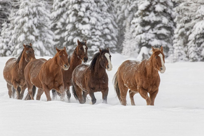 Picture of HORSES RUNNING THROUGH FRESH SNOW DURING ROUNDUP-KALISPELL-MONTANA
