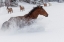 Picture of HORSES RUNNING THROUGH FRESH SNOW DURING ROUNDUP-KALISPELL-MONTANA