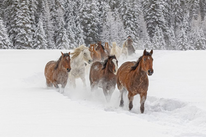 Picture of HORSES RUNNING THROUGH FRESH SNOW DURING ROUNDUP-KALISPELL-MONTANA