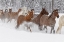 Picture of HORSES RUNNING THROUGH FRESH SNOW DURING ROUNDUP-KALISPELL-MONTANA