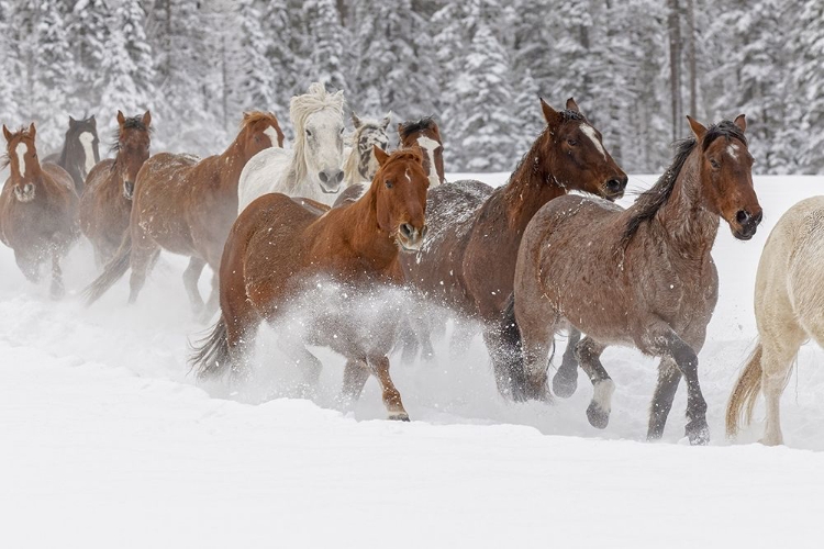 Picture of HORSES RUNNING THROUGH FRESH SNOW DURING ROUNDUP-KALISPELL-MONTANA