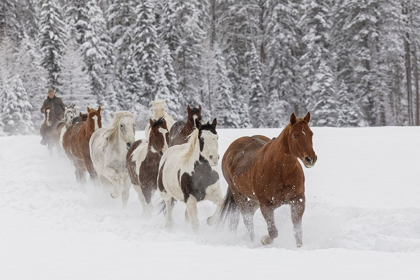 Picture of HORSES RUNNING THROUGH FRESH SNOW DURING ROUNDUP-KALISPELL-MONTANA