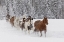 Picture of HORSES RUNNING THROUGH FRESH SNOW DURING ROUNDUP-KALISPELL-MONTANA
