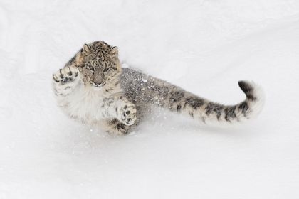 Picture of SNOW LEOPARD-PANTHERA UNCIA CONTROLLED SITUATION-MONTANA
