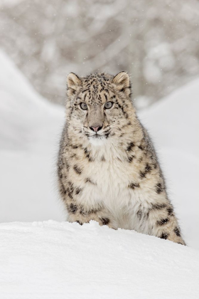 Picture of SNOW LEOPARD-PANTHERA UNCIA CONTROLLED SITUATION-MONTANA