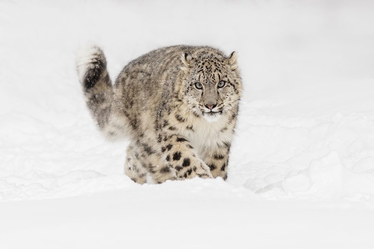 Picture of SNOW LEOPARD-PANTHERA UNCIA CONTROLLED SITUATION-MONTANA