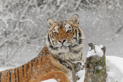 Picture of SIBERIAN TIGER IN WINTER-PANTHERA TIGRIS TIGRIS CONTROLLED SITUATION-MONTANA