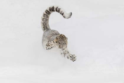 Picture of SNOW LEOPARD-RUNNING THROUGH SNOW-PANTHERA UNCIA CONTROLLED SITUATION-MONTANA