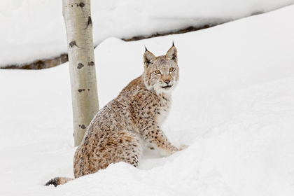 Picture of SIBERIAN LYNX IN WINTER-LYNX LYNX WRANGEL CONTROLLED SITUATION