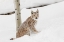 Picture of SIBERIAN LYNX IN WINTER-LYNX LYNX WRANGEL CONTROLLED SITUATION