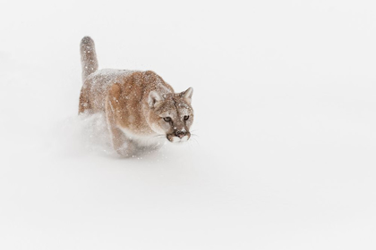 Picture of MOUNTAIN LION OR COUGAR LUNGING FOR PREY-PUMA CONCOLOR)-CONTROLLED SITUATION