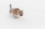Picture of MOUNTAIN LION OR COUGAR LUNGING FOR PREY-PUMA CONCOLOR)-CONTROLLED SITUATION