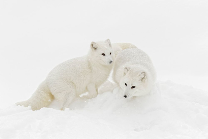 Picture of ARCTIC FOX IN WINTER COAT ON SNOW-VULPES LAGOPUS-CONTROLLED SITUATION