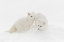 Picture of ARCTIC FOX IN WINTER COAT ON SNOW-VULPES LAGOPUS-CONTROLLED SITUATION