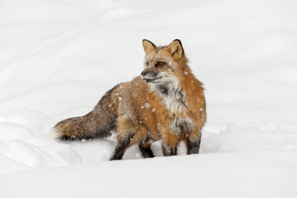 Picture of RED FOX IN FRESH WINTER SNOW-VULPES VULPES-CONTROLLED SITUATION-MONTANA