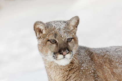 Picture of JUVENILE MOUNTAIN LION IN DEEP WINTER SNOW-CONTROLLED SITUATION-MONTANA-PUMA CONCOLOR