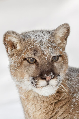 Picture of JUVENILE MOUNTAIN LION IN DEEP WINTER SNOW-CONTROLLED SITUATION-MONTANA-PUMA CONCOLOR