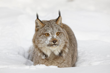 Picture of EURASIAN LYNX IN WINTER-CONTROLLED SITUATION-LYNX LYNX