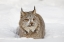 Picture of EURASIAN LYNX IN WINTER-CONTROLLED SITUATION-LYNX LYNX