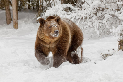 Picture of GRIZZLY BEAR IN DEEP WINTER SNOW-URSUS ARCTIC-CONTROLLED SITUATION-MONTANA