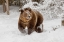 Picture of GRIZZLY BEAR IN DEEP WINTER SNOW-URSUS ARCTIC-CONTROLLED SITUATION-MONTANA