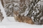 Picture of COYOTE IN DEEP WINTER SNOW-CANIS LATRANS-CONTROLLED SITUATION-MONTANA